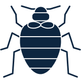 Bed Bugs