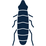 Fleas