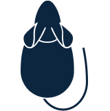 Rodents