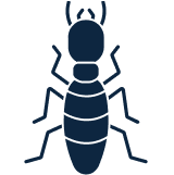 Termites